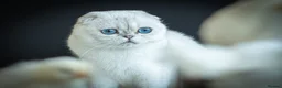 Scottish Fold cats for sale: Adorable Scottish Fold/Ragdoll boys in Barnet - Advert 10