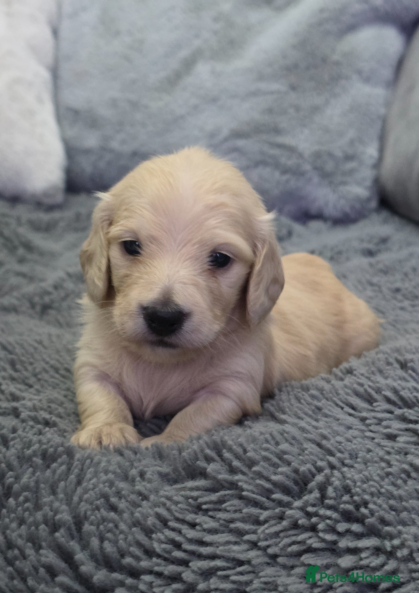 Miniature Dachshund dogs Cream Miniature long-haired  - Advert 13