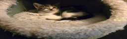 Mixed Breed cats for sale: Adorable Playful Kittens Ready To Reserve - Advert 2