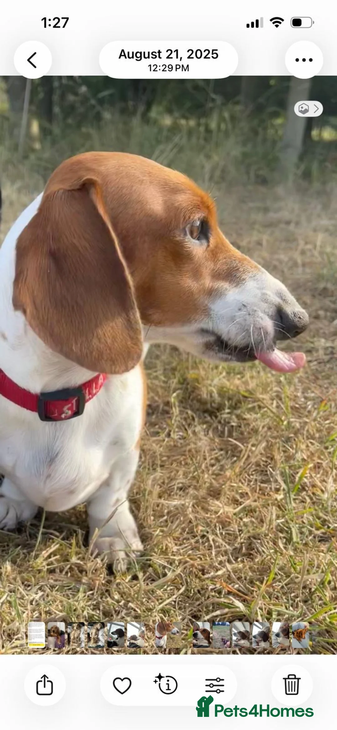 Miniature Dachshund dogs for sale: Beautiful Pedigree Miniature Dachshunds - Advert 18