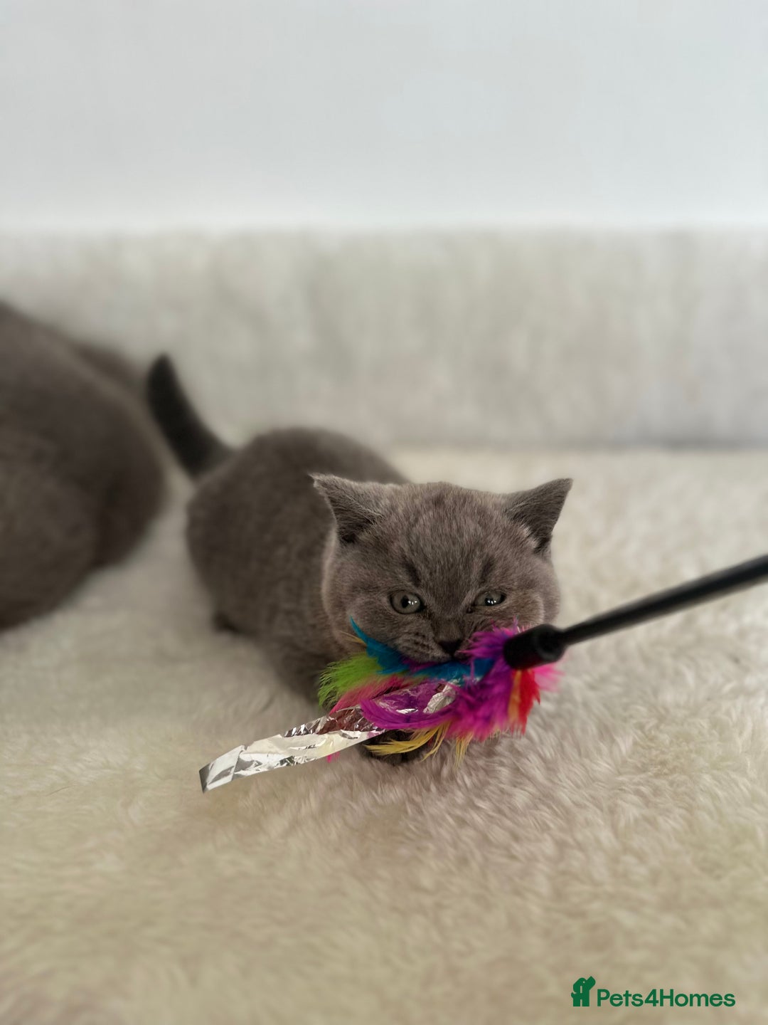 British Shorthair cats for sale: 💎  CHAMPION LINES BSH BLUE  💎 - Advert 5