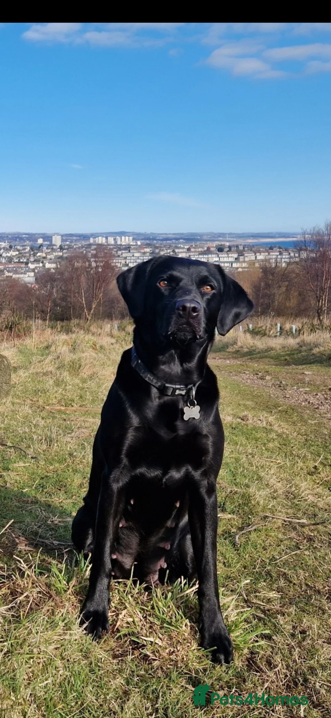 Labrador Retriever dogs for sale: KC Registered, Home reared, Labrador Puppies in Aberdeen - Advert 1
