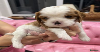 Cavalier King Charles Spaniel dogs - Advert 4