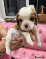 Cavalier King Charles Spaniel dogs - Advert 4