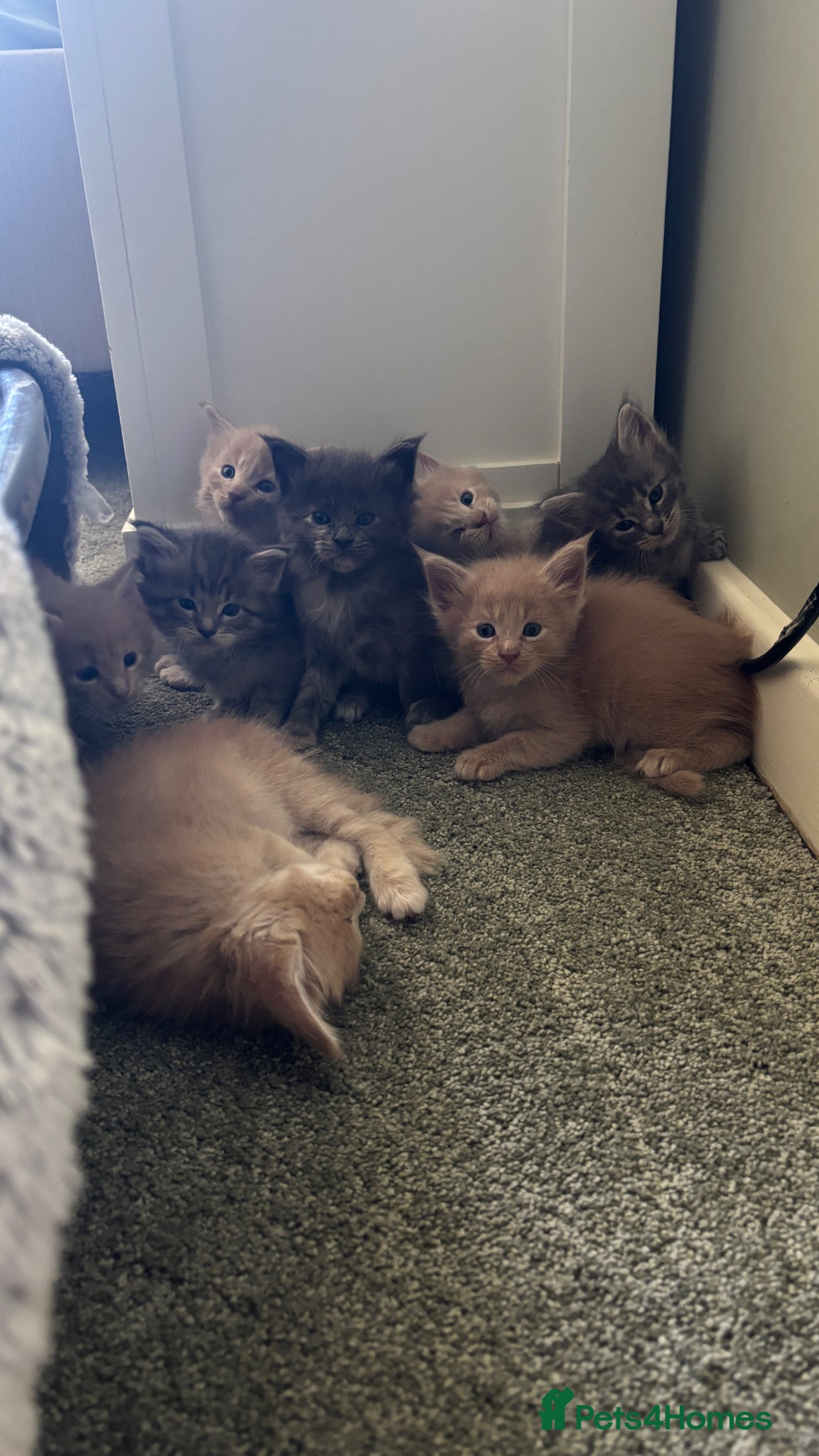 Maine Coon cats for sale: 8 Maine coon kittens - Advert 1