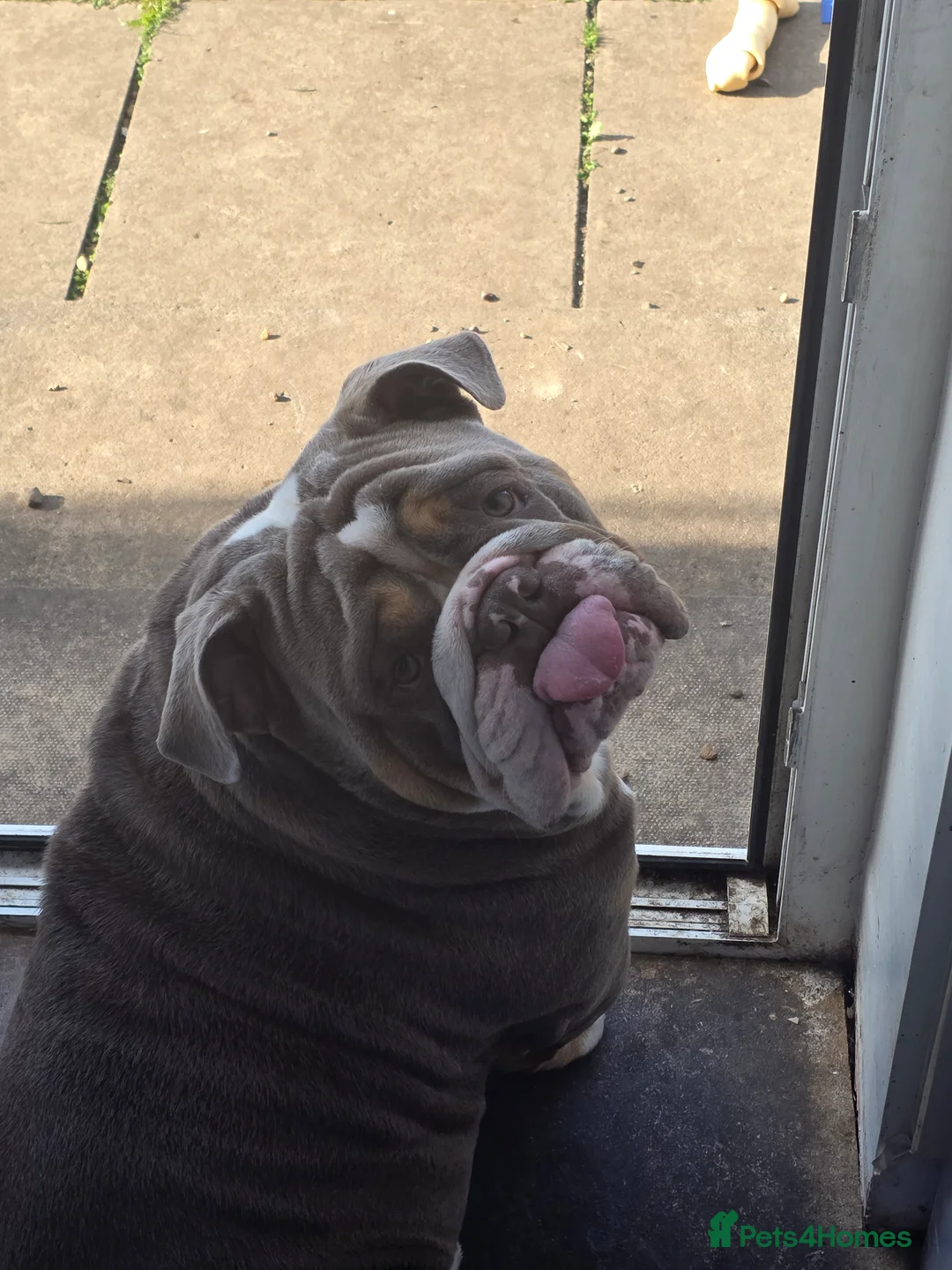 English Bulldog dogs for stud: Dahmer for stud - Advert 9