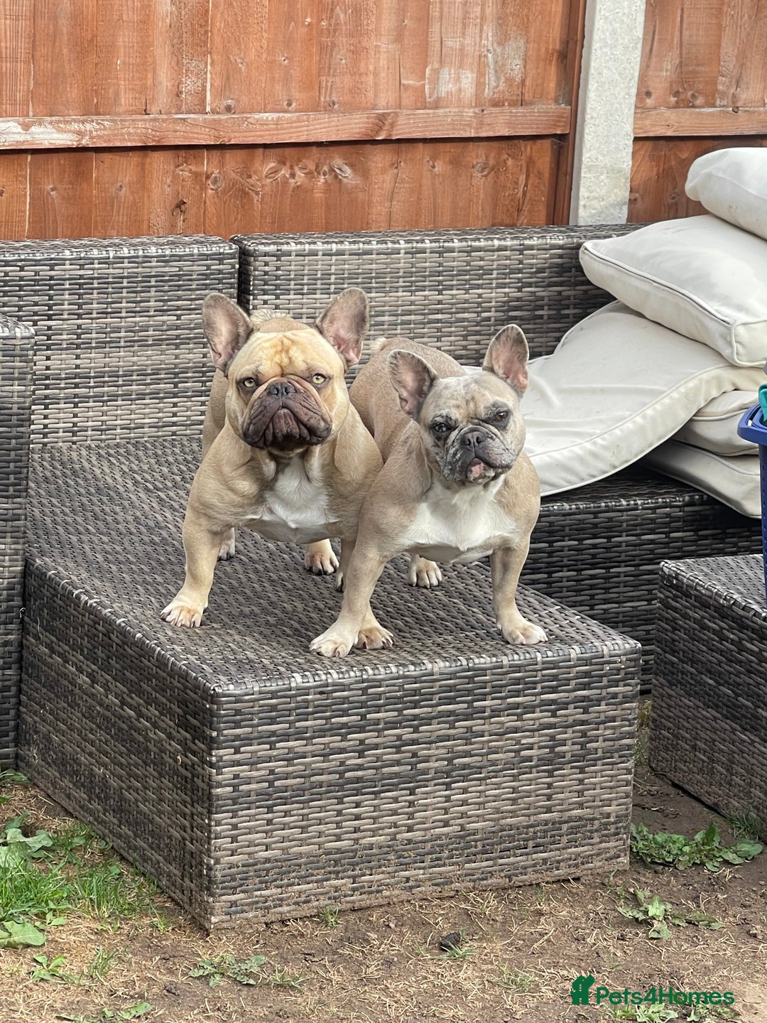 French Bulldog dogs for sale: Bolek the French bulldog for sale  - Advert 3