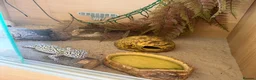 Leopard Gecko reptiles for sale: Leopard Gecko for sale in Wallingford - Advert 4