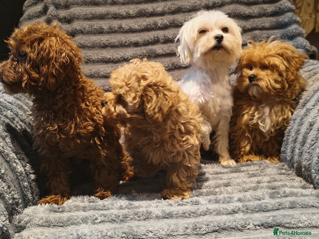 Maltipoo dogs for sale: Toy Maltipoo Ready to go - Image 13