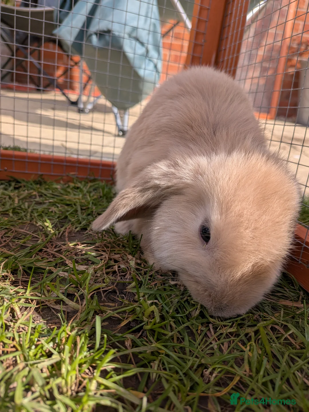 Dutch rabbits for sale: Pair of Dutch x French Lop baby rabbits - Advert 2