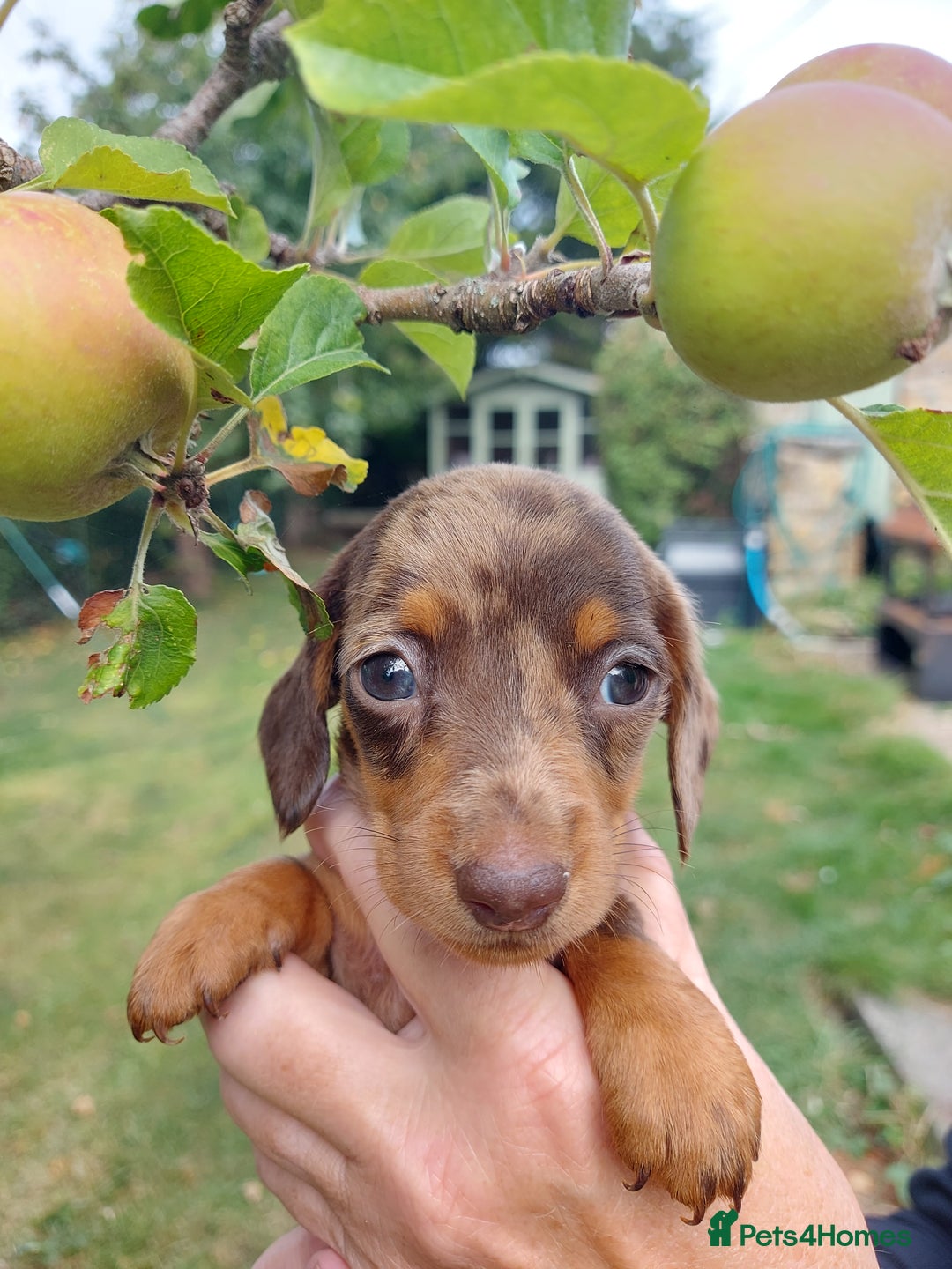Miniature Dachshund dogs for sale: Beautiful litter of 6 true to type miniature pups. - Image 17