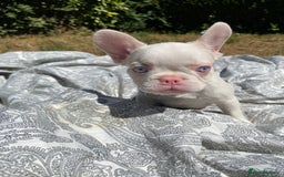 French Bulldog dogs for sale: French bulldog puppies - 3 boys 1 girl (pink husky - Image 16