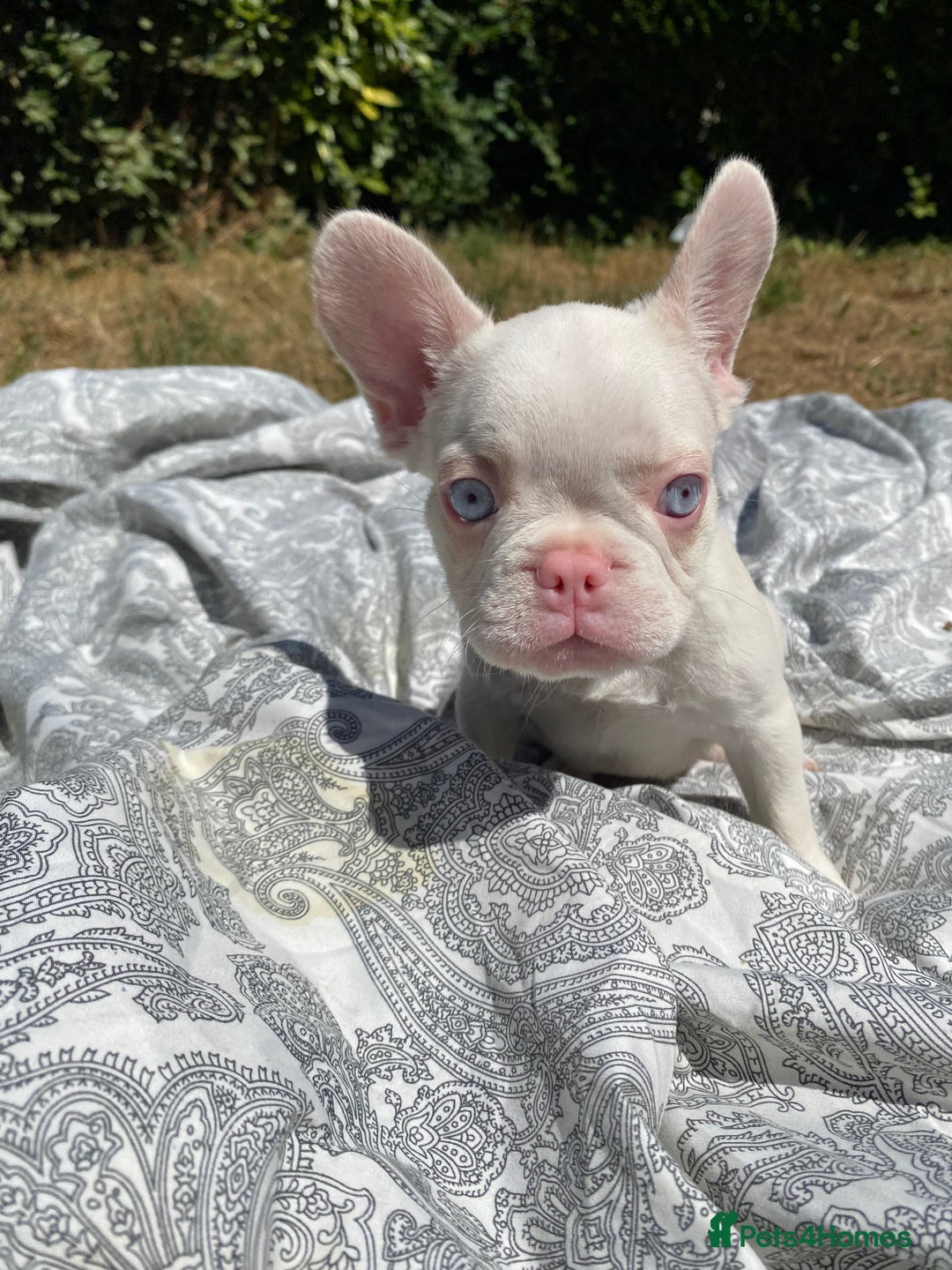 French Bulldog dogs for sale: French bulldog puppies - 3 boys 1 girl (pink husky - Image 16