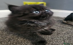 Persian cats for sale: Persian kittens for sale - Image 5