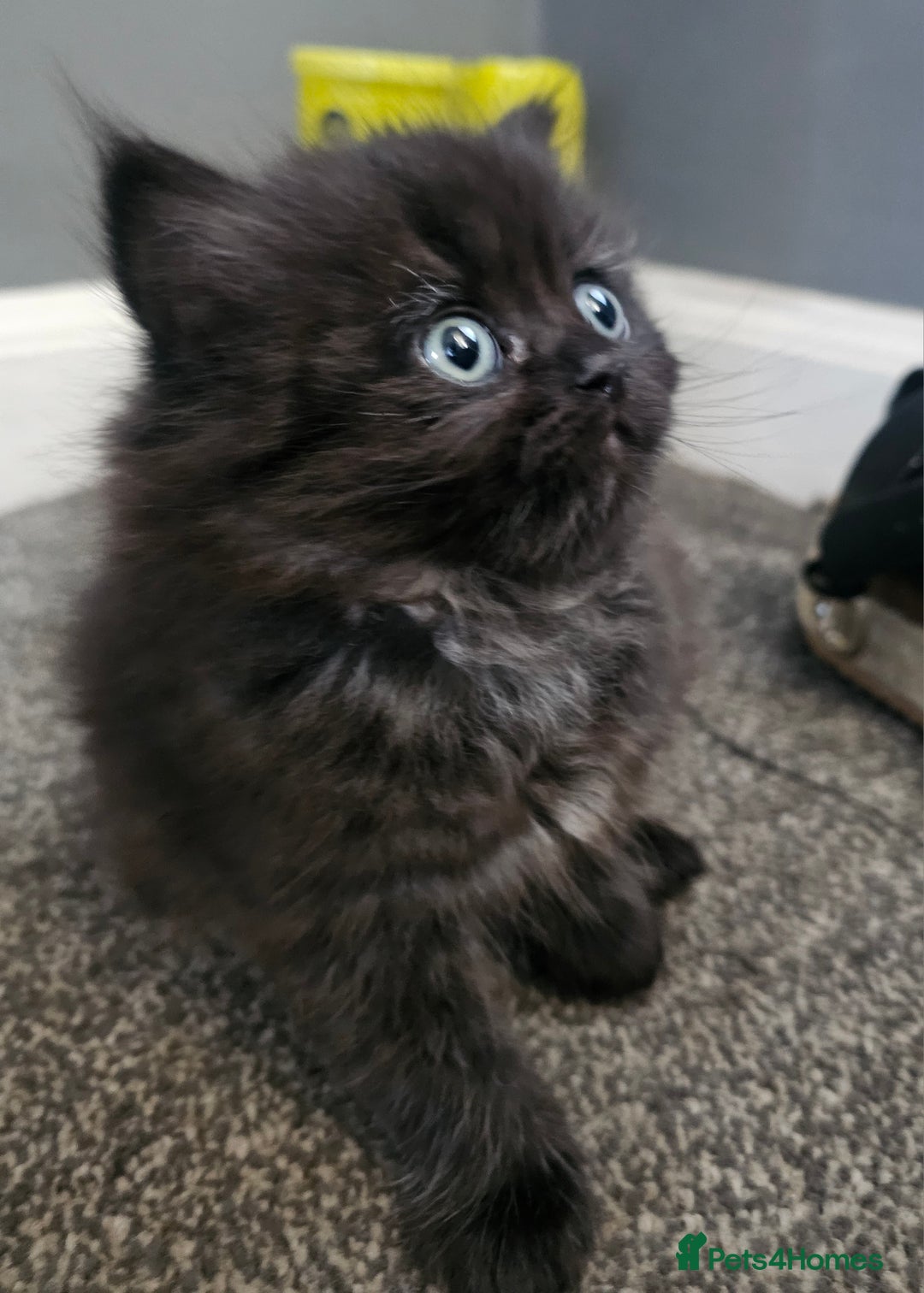 Persian cats for sale: Persian kittens for sale - Image 5