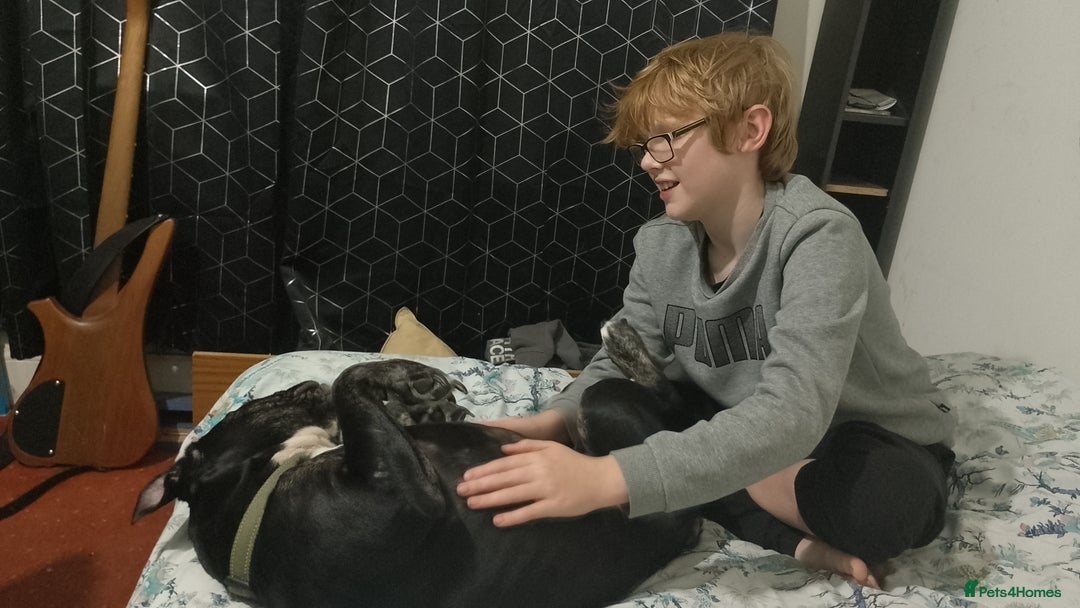 Dorset Olde Tyme Bulldogge dogs for sale: The BEST Companion ull ever have, Diesel £75  ❤️🙏 - Advert 16