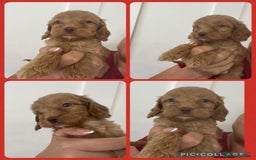 Cockapoo dogs for sale: STUNNING RED F1 COCKAPOO PUPPIES - Image 18