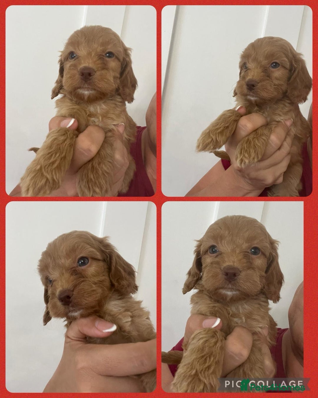 Cockapoo dogs for sale: STUNNING RED F1 COCKAPOO PUPPIES - Image 18