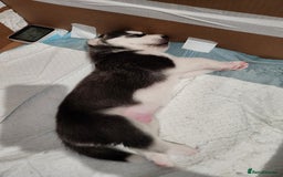 Siberian Husky dogs for sale: Syberian Huskies Male and Female - Image 13