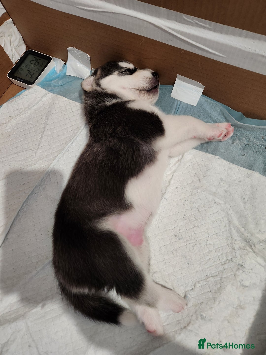Siberian Husky dogs for sale: Syberian Huskies Male and Female - Image 13