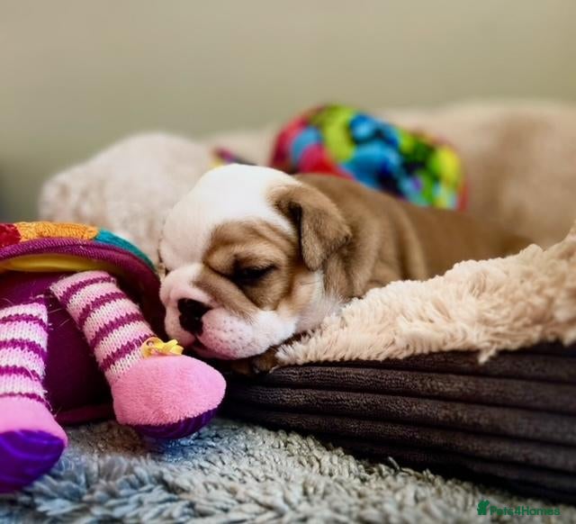 English Bulldog dogs beautiful kc reg health tested pup - Advert 8