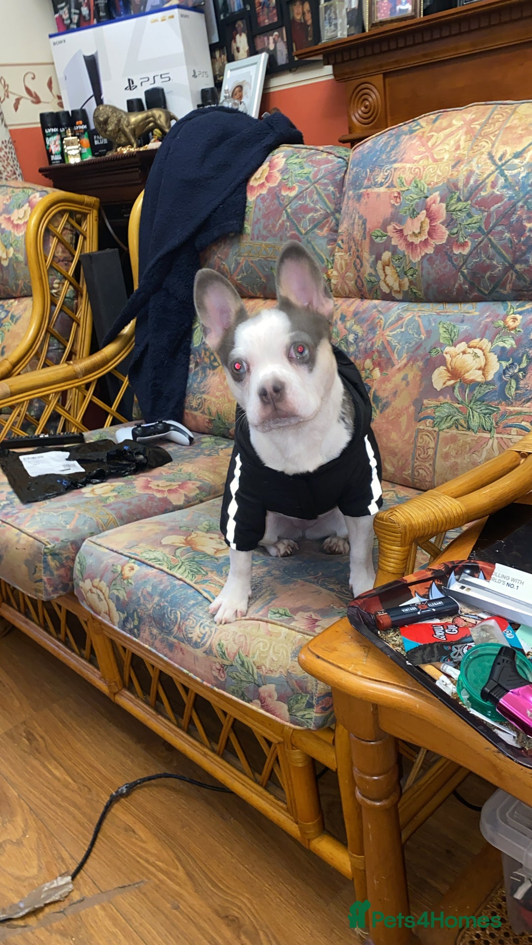 Mixed Breed dogs for sale: Lottie - Advert 3