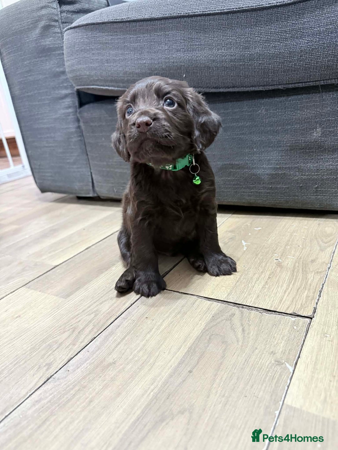 Sprocker dogs for sale: 4 LEFT Sprocker Spaniel Puppies EXCELLENT Breeding - Advert 11