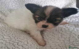 Papillon dogs for sale: KC Papillon. DNA health tested.  - Image 14