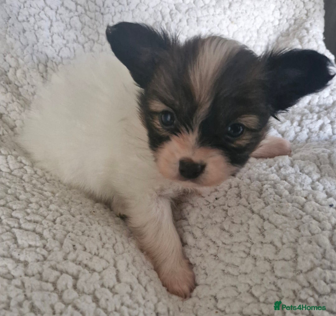 Papillon dogs for sale: KC Papillon. DNA health tested.  - Image 14
