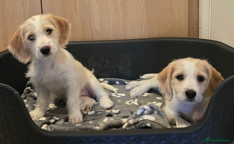 Mixed Breed dogs - Advert 2