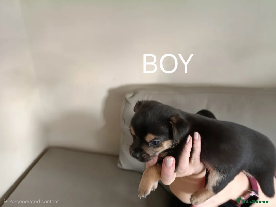 Chihuahua dogs for sale: Chihuahua  - Advert 6