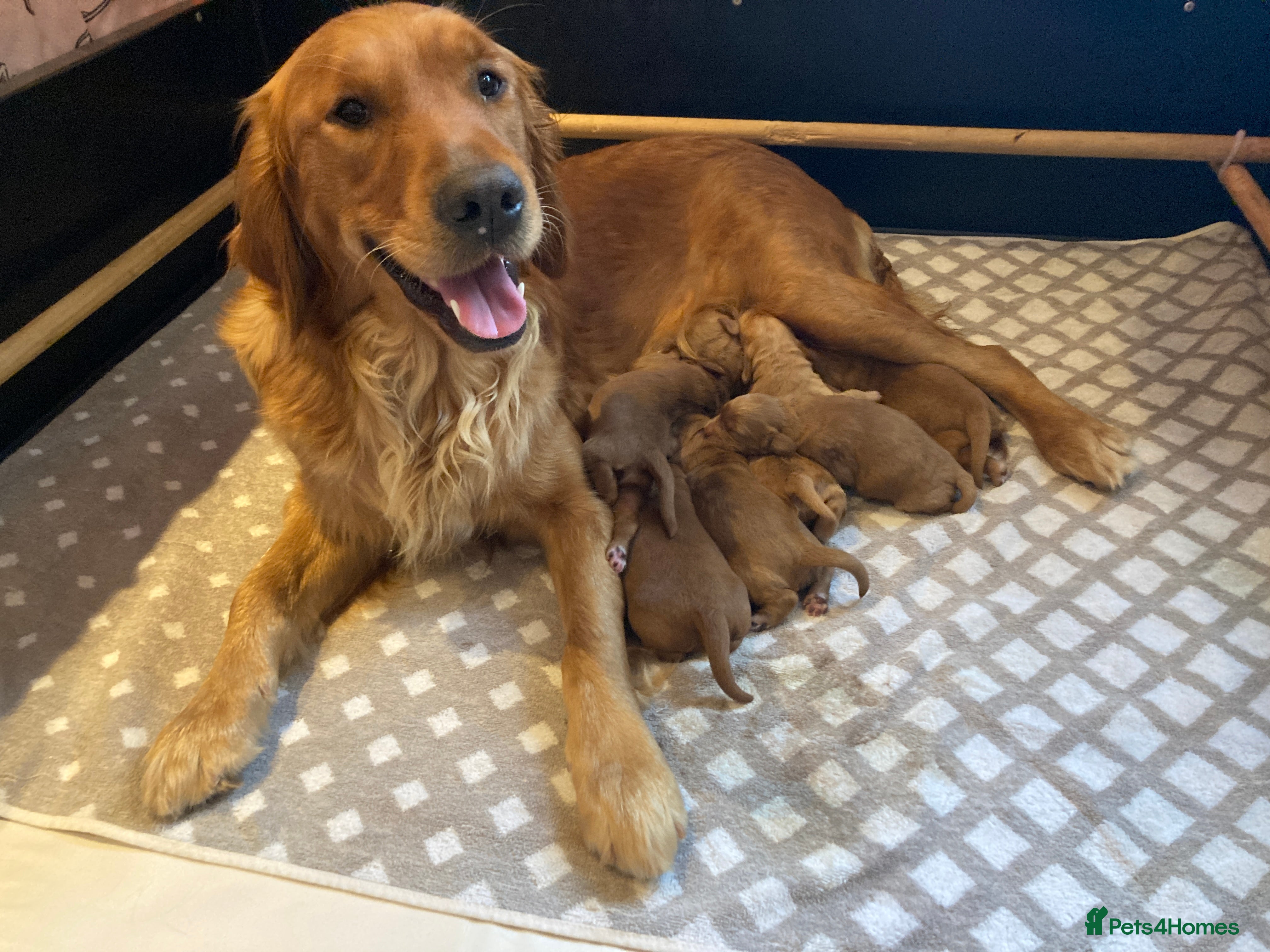 Goldendoodle dogs F1 Miniature Goldendoodle's 100% DNA Health-Tested - Advert 1