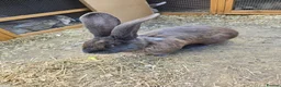 Continental Giant rabbits for sale: Continental Giant Rabbit Kits Bookings Now Open 🐰 in Croydon - Advert 4