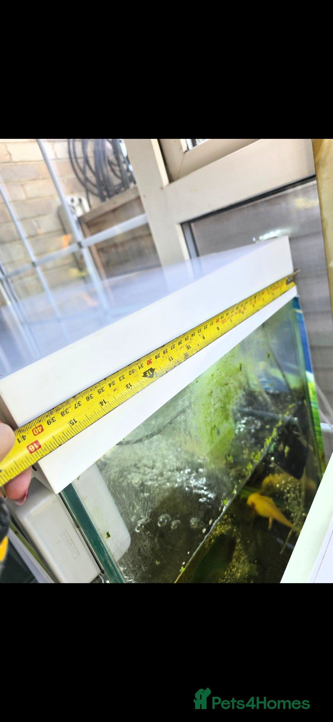 Axolotl reptiles for sale: A pair of male axolotl  - Advert 6