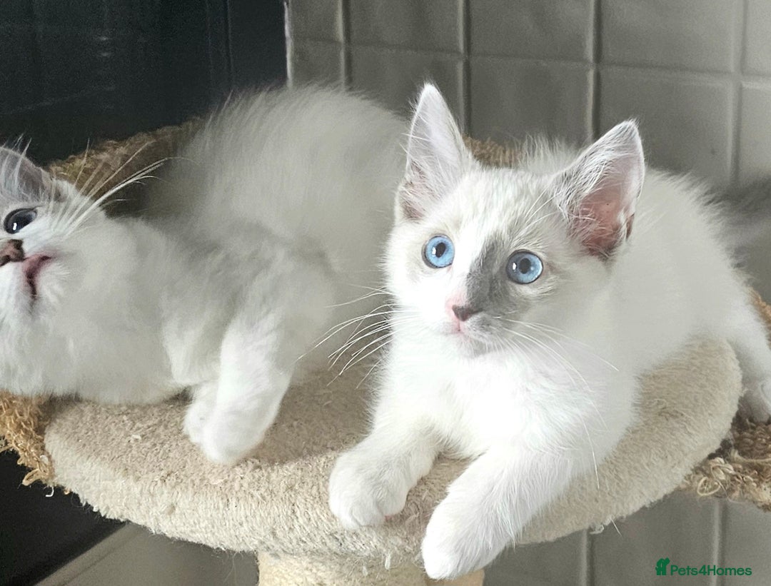 Ragdoll cats for sale: GCCF Pedigree Ragdolls Champion daddy - Image 4