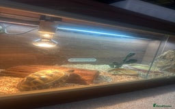 Tortoise reptiles for sale: Horsefield tortoise - Image 7