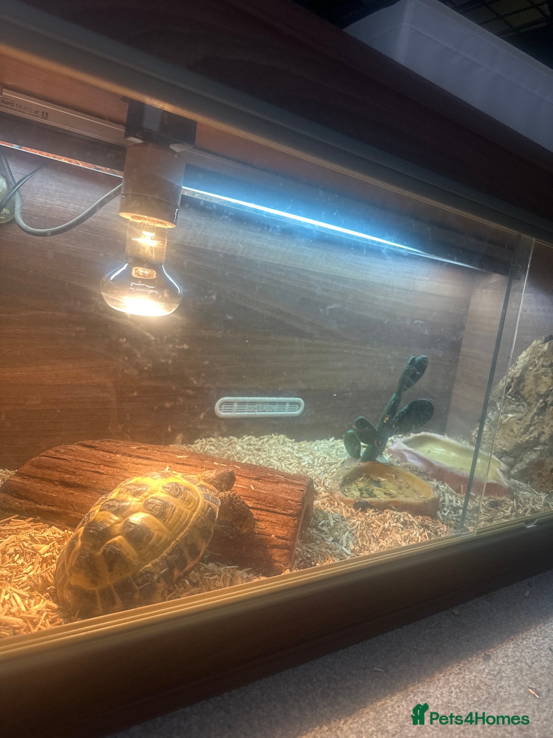 Tortoise reptiles for sale: Horsefield tortoise - Image 7