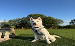 Siberian Husky dogs for sale: Husky Puppies 🩵🩷 - Image 3