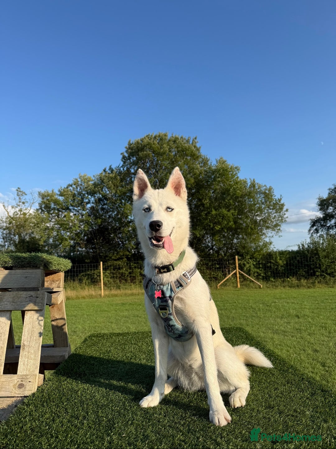 Siberian Husky dogs for sale: Husky Puppies 🩵🩷 - Image 3