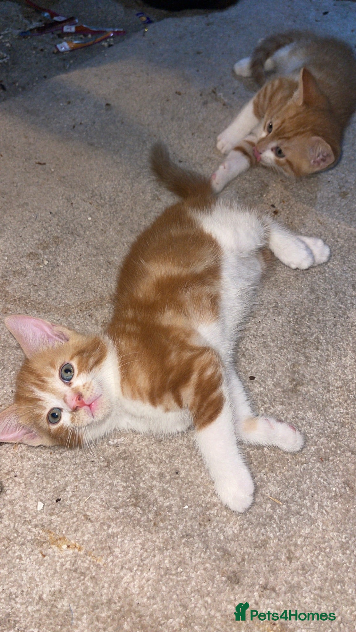 Mixed Breed cats 2 beautiful male ginger kittens for sale £200 each - Advert 1
