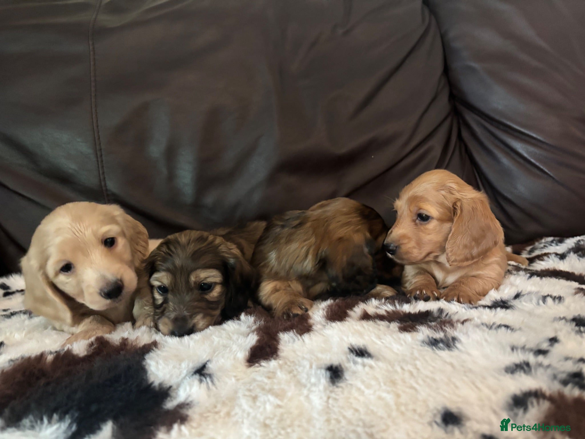 Miniature Dachshund dogs ⚜️longhaired miniature cream dachshunds⚜️ - Advert 7