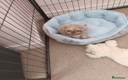 Shih Tzu dogs for sale: Tiny miniature shihtzu  - Image 3