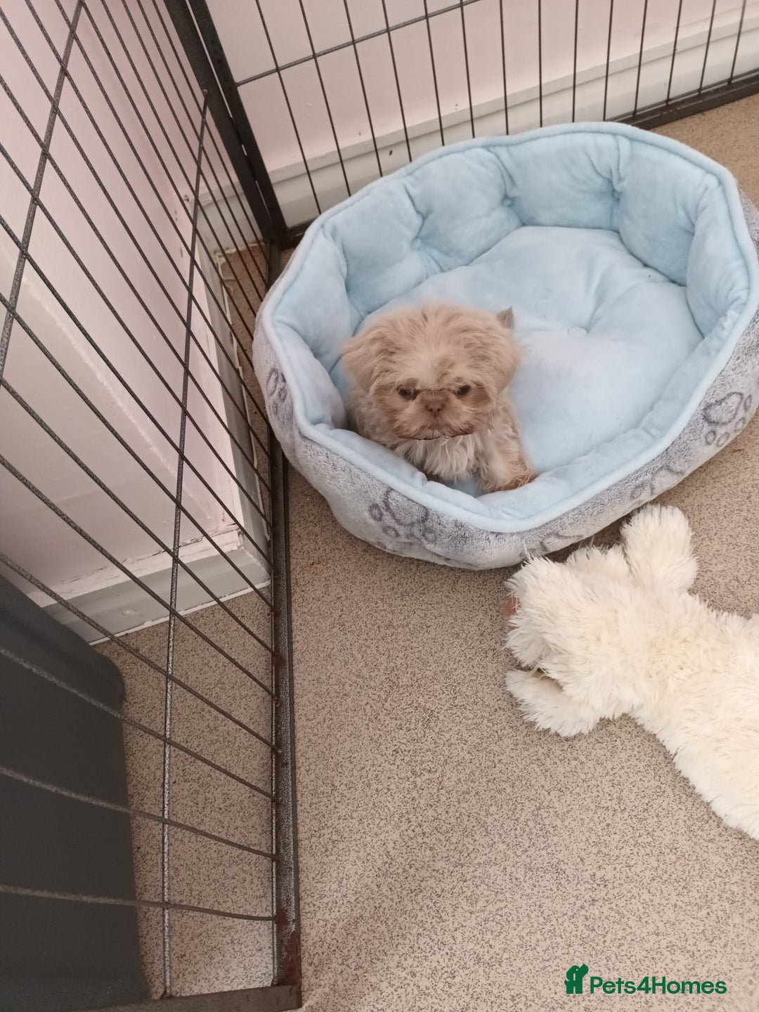 Shih Tzu dogs for sale: Tiny miniature shihtzu  - Image 3