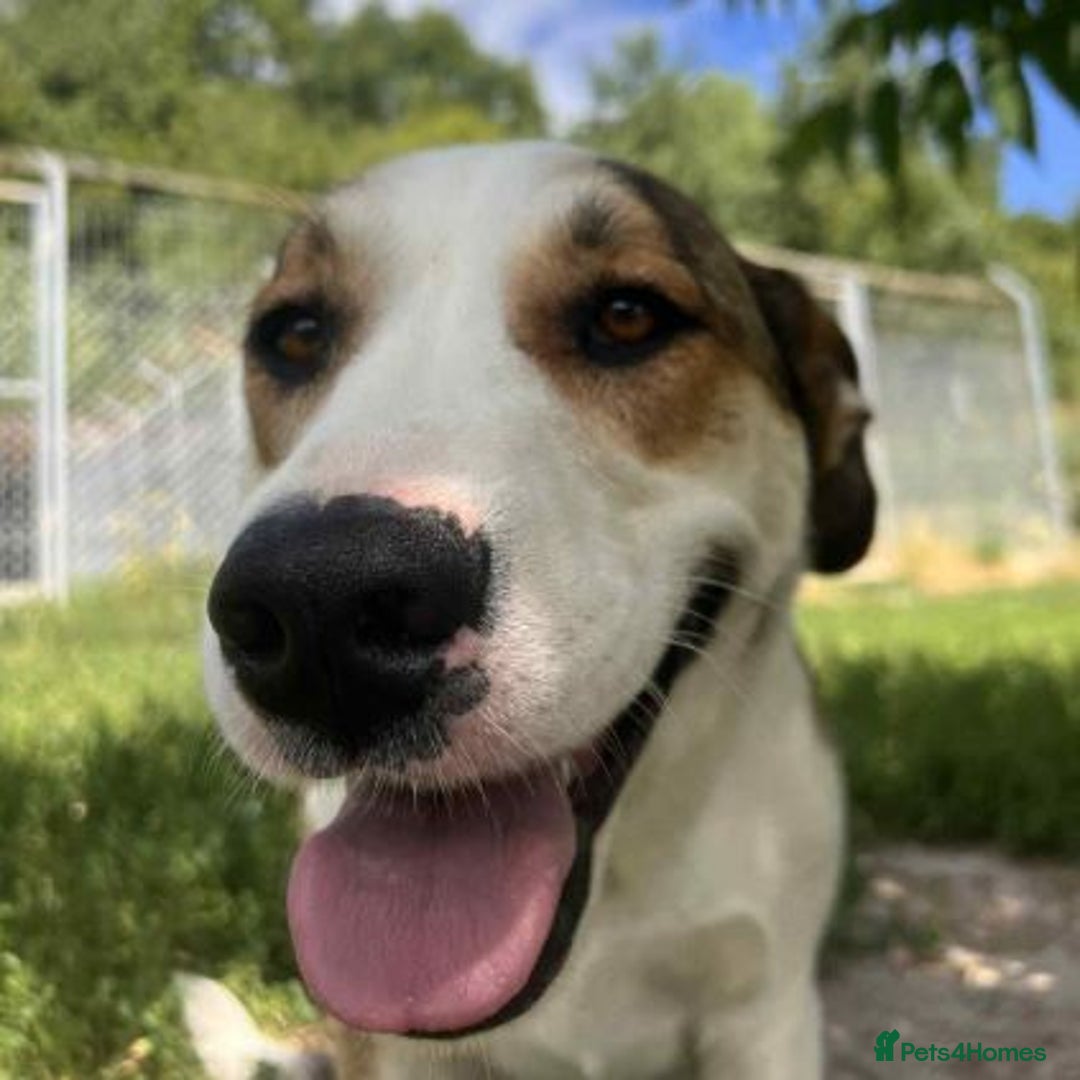 Mixed Breed dogs for adoption: MAYA – TWO YEARS WAITING FOR SOMEONE TO CARE - Image 7