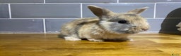 Mixed Breed rabbits for sale: Bunnies for sale  - Advert 7