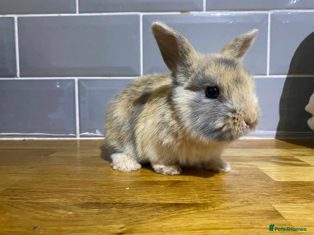 Mixed Breed rabbits for sale: Bunnies for sale  - Advert 7