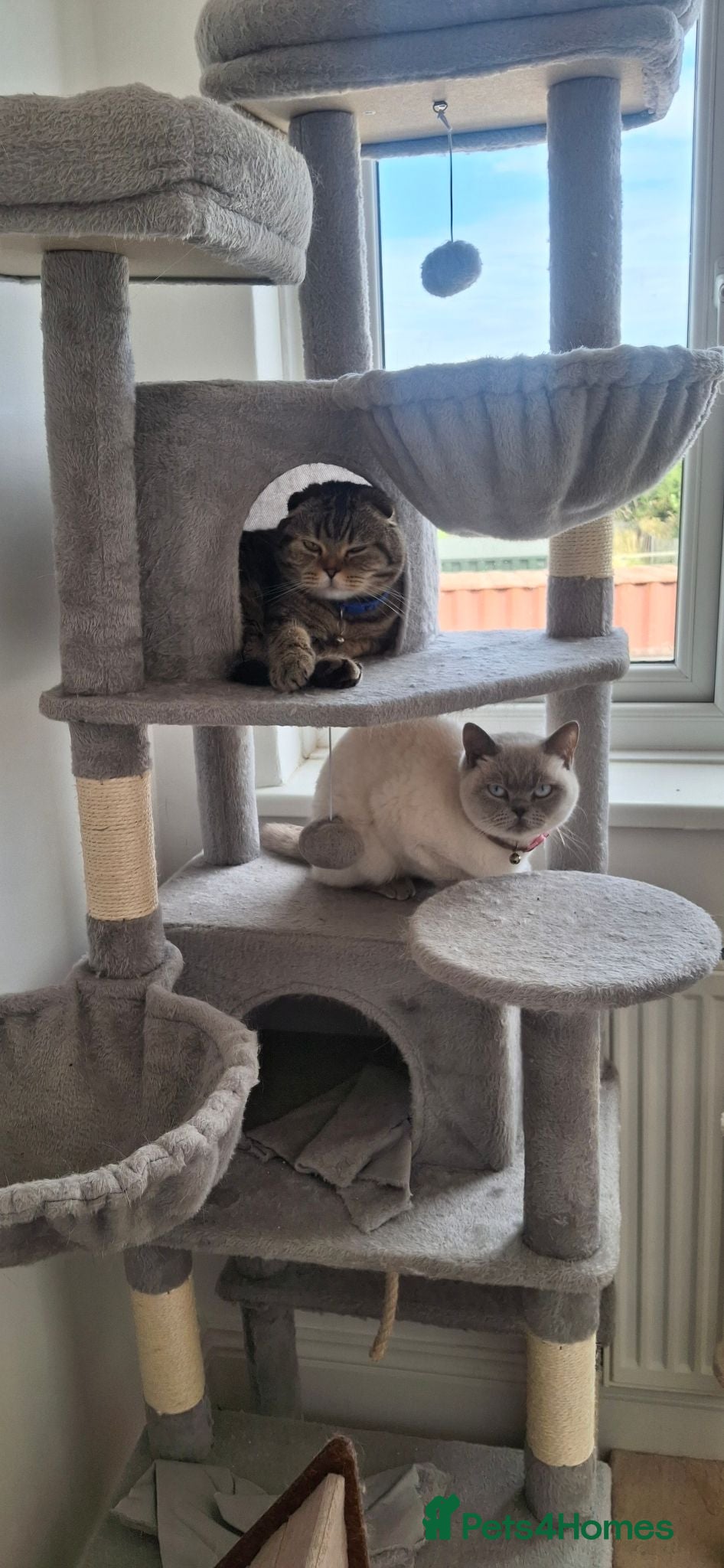British Shorthair cats British shorthair and Scottish fold cats  - Advert 1