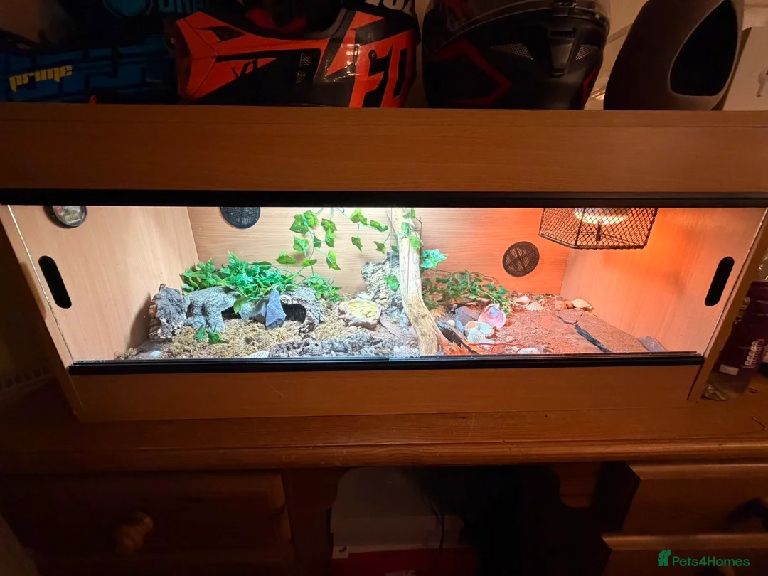 Leopard Gecko reptiles for sale: Leopard Gecko - Advert 2