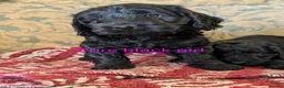 Cockapoo dogs for sale: Licensed breeder, health tested F1 cockapoos - Advert 12