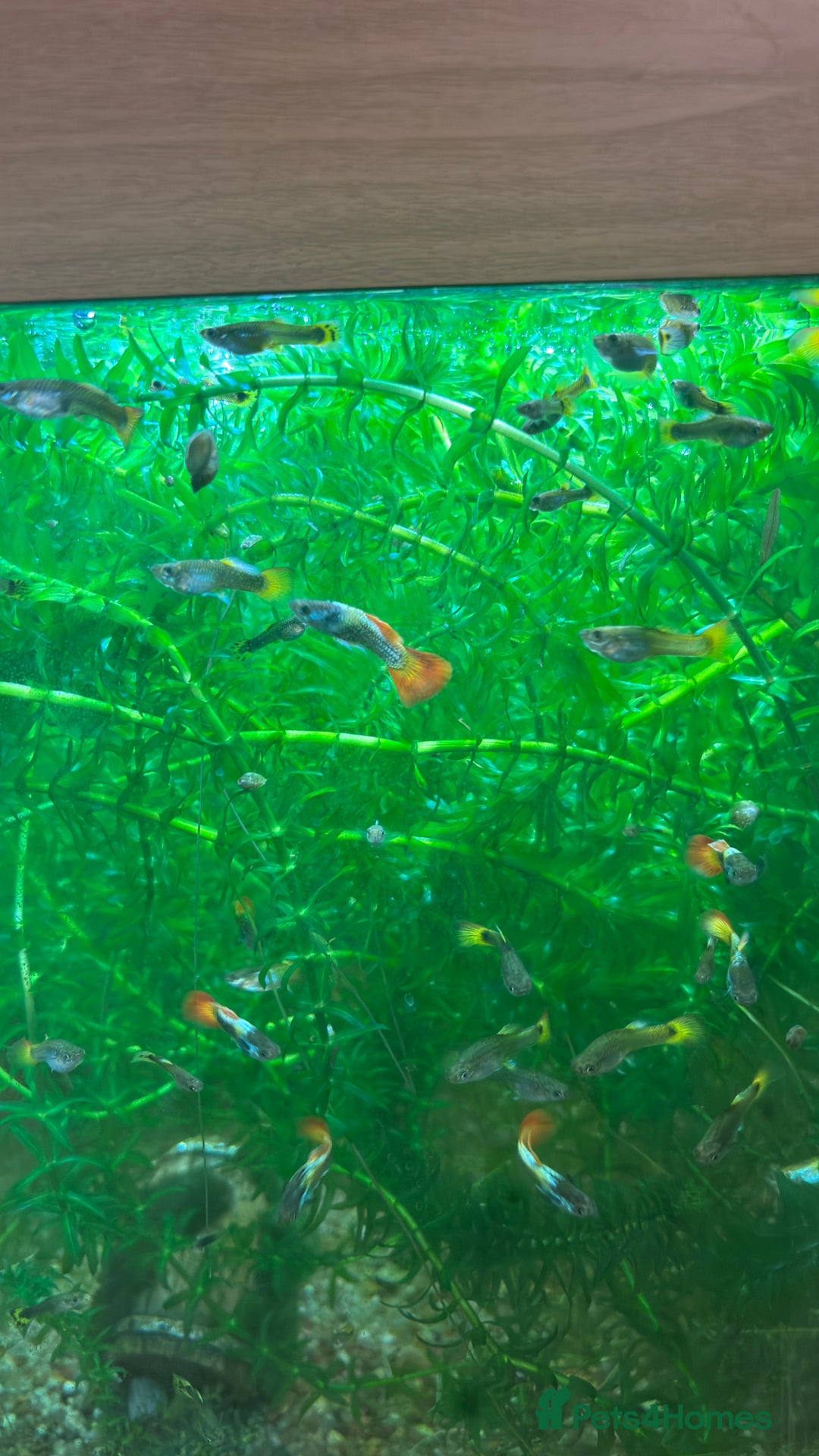 Live Bearers fish for sale: Guppies, various colours and ages. - Advert 1